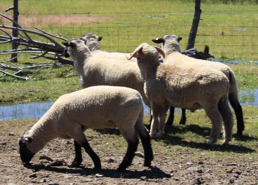 2025 Yearling Rams