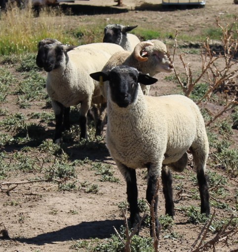 2025 Yearling Rams