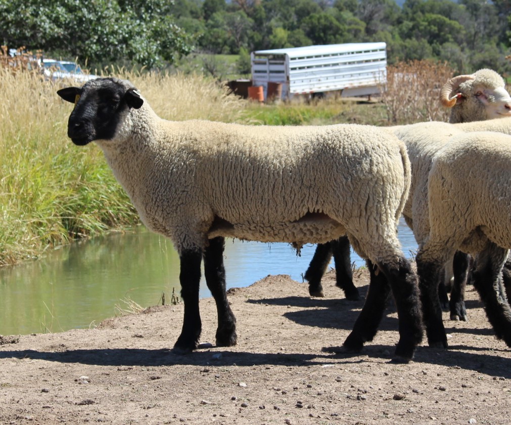 2025 Yearling Rams