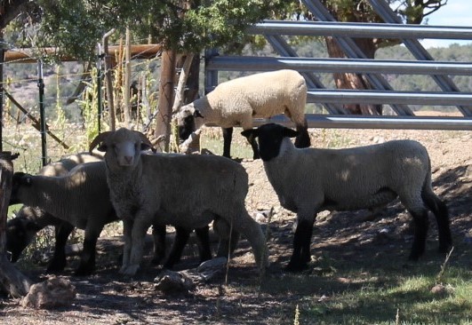 2025 Yearling Rams
